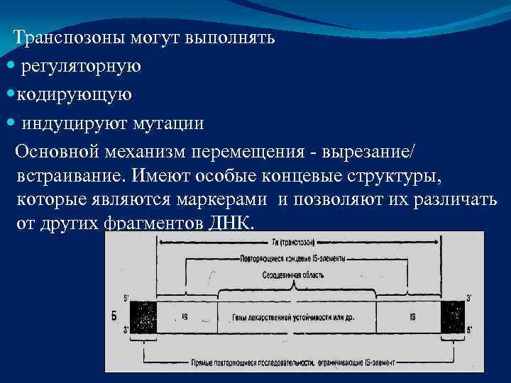  Транспозоны могут выполнять  регуляторную  кодирующую  индуцируют мутации  Основной механизм
