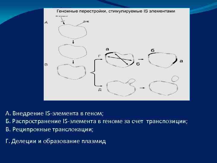 А. Внедрение IS-элемента в геном; Б. Распространение IS-элемента в геноме за счет транспозиции; 