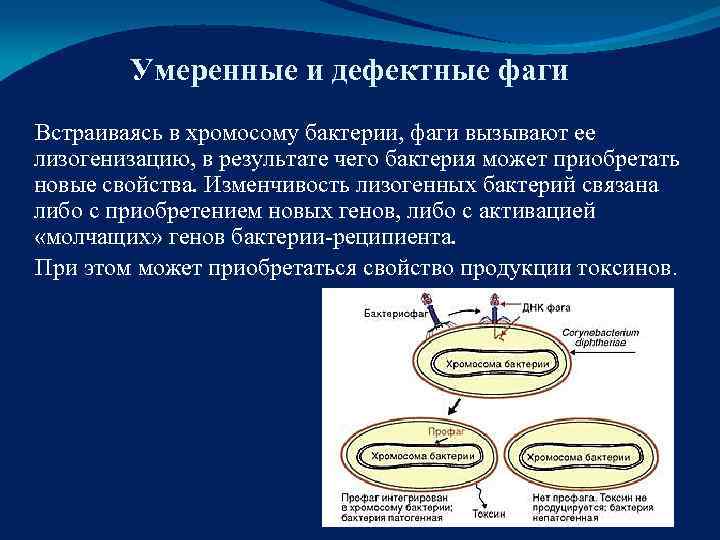 Рекомбинация генетического материала происходит. Умеренные фаги. Генетические рекомбинации у бактерий. Умеренные или дефектные фаги. ЛИЗОГЕНИЗАЦИЯ умеренного бактериофага.