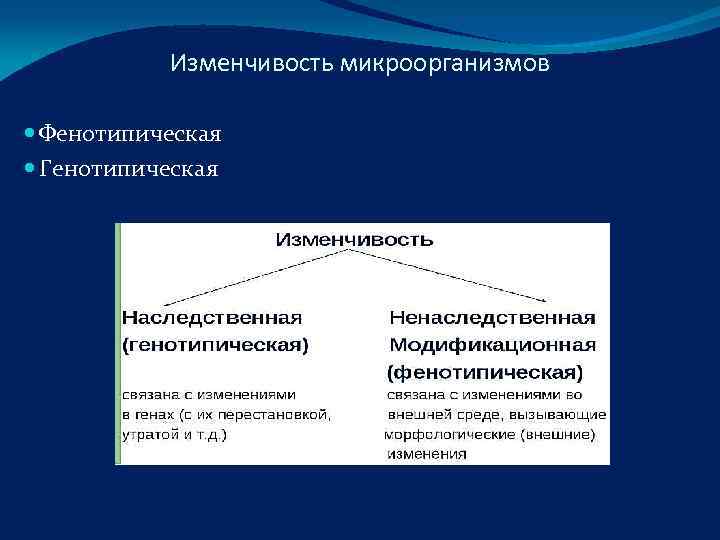 Изменчивость фенотипическая и генотипическая схема