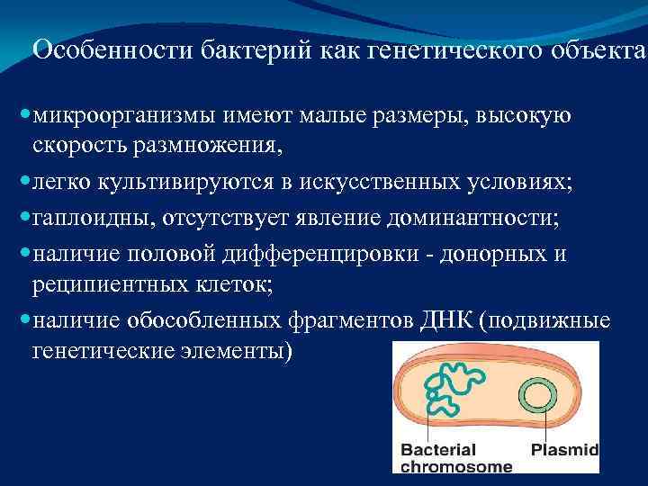  Особенности бактерий как генетического объекта  микроорганизмы имеют малые размеры, высокую  скорость