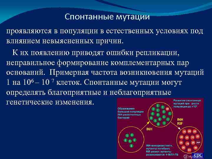     Спонтанные мутации проявляются в популяции в естественных условиях под влиянием