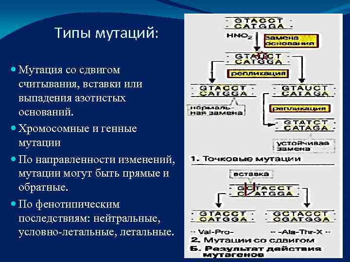   Типы мутаций: Мутация со сдвигом  считывания, вставки или  выпадения азотистых