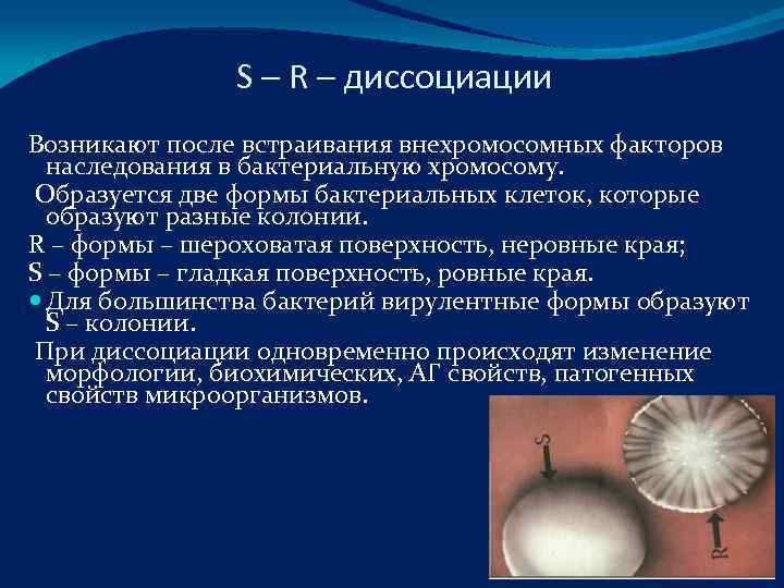     S – R – диссоциации Возникают после встраивания внехромосомных факторов