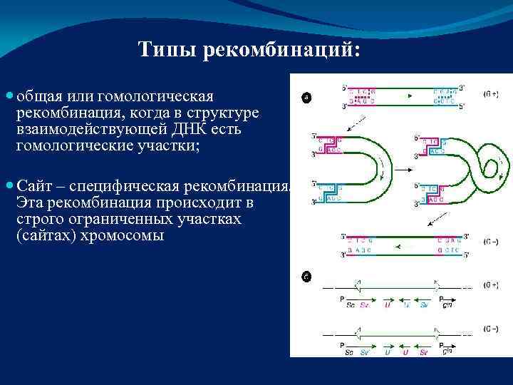 Рекомбинация днк схема