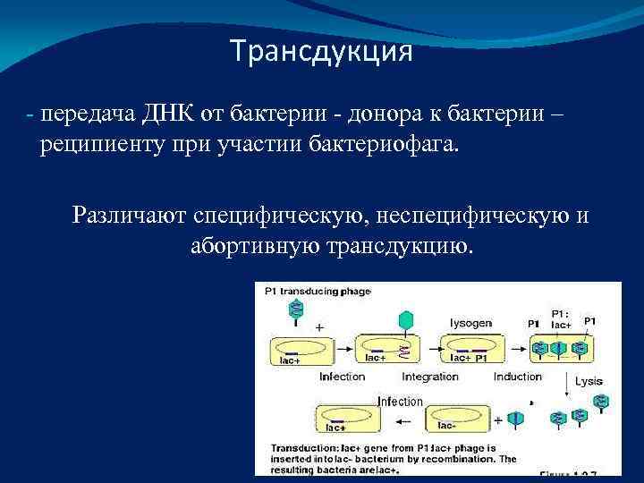    Трансдукция - передача ДНК от бактерии - донора к бактерии –