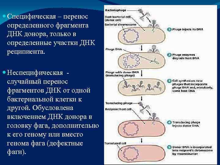  Специфическая – перенос определенного фрагмента ДНК донора, только в определенные участки ДНК реципиента.