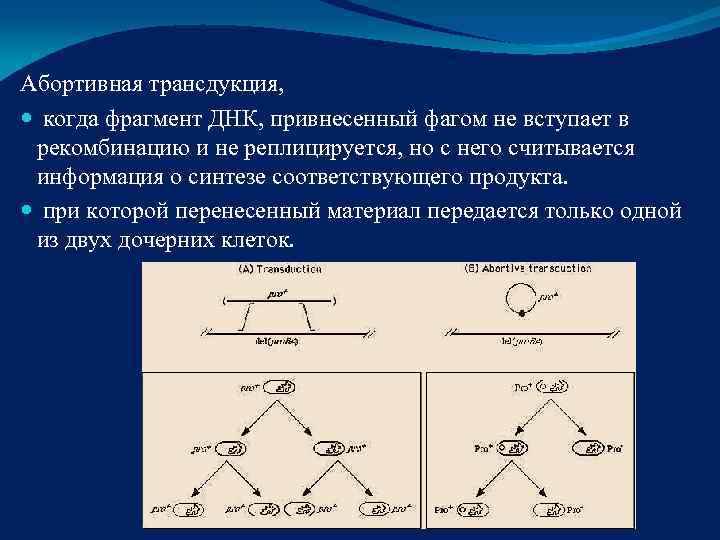Абортивная трансдукция, когда фрагмент ДНК, привнесенный фагом не вступает в  рекомбинацию и не