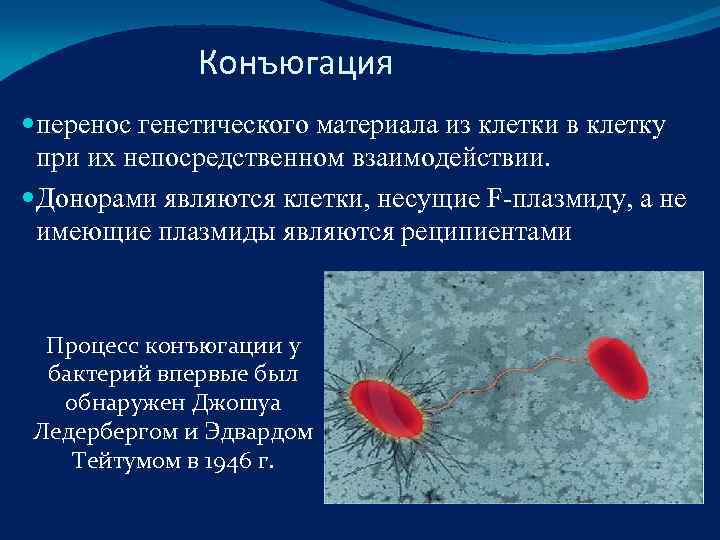    Конъюгация  перенос генетического материала из клетки в клетку  при