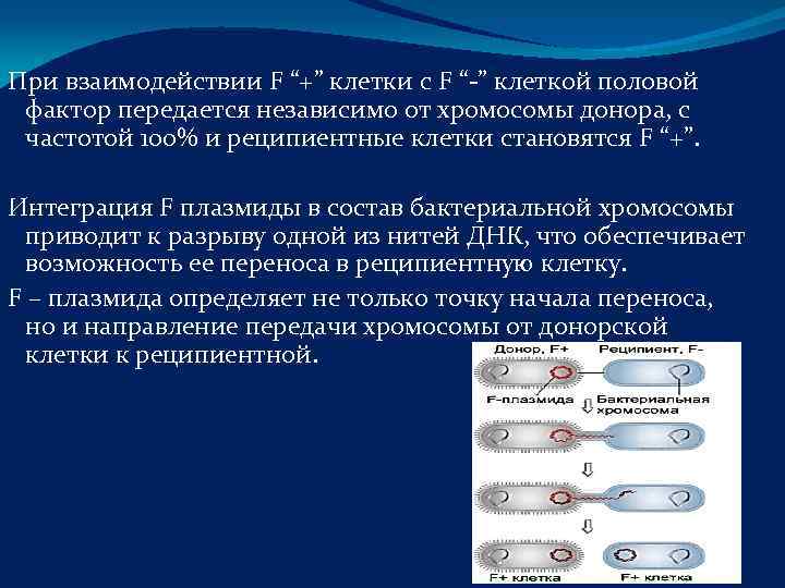 При взаимодействии F “+” клетки с F “-” клеткой половой фактор передается независимо от