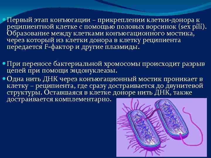  Первый этап конъюгации – прикреплении клетки-донора к  реципиентной клетке с помощью половых