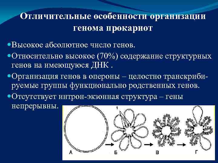   Отличительные особенности организации   генома прокариот  Высокое абсолютное число генов.