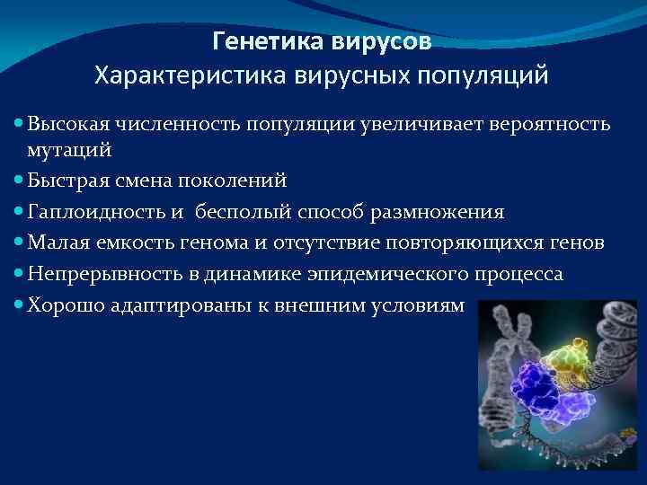     Генетика вирусов  Характеристика вирусных популяций  Высокая численность популяции