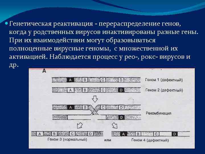  Генетическая реактивация - перераспределение генов,  когда у родственных вирусов инактивированы разные гены.