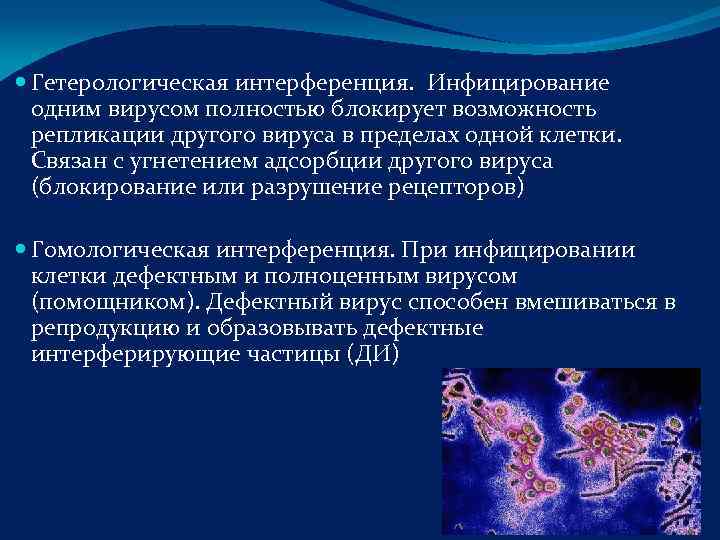  Гетерологическая интерференция. Инфицирование  одним вирусом полностью блокирует возможность  репликации другого вируса
