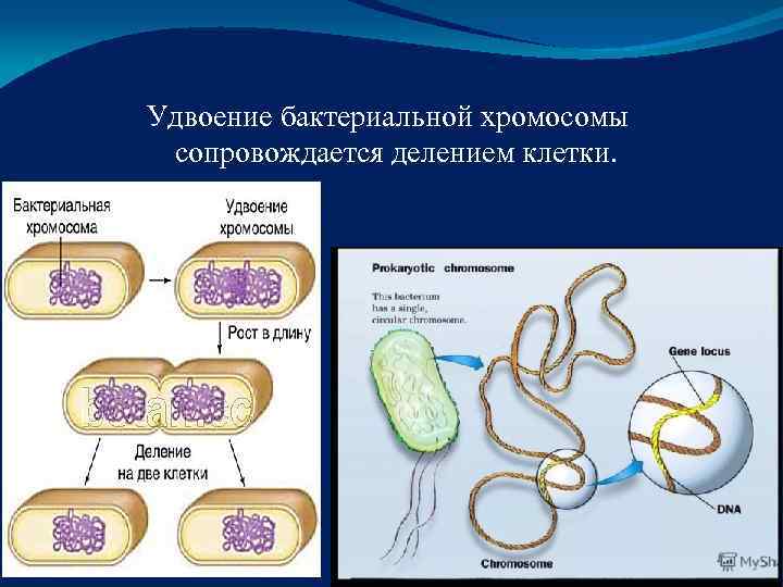 Кольцевая хромосома бактерии