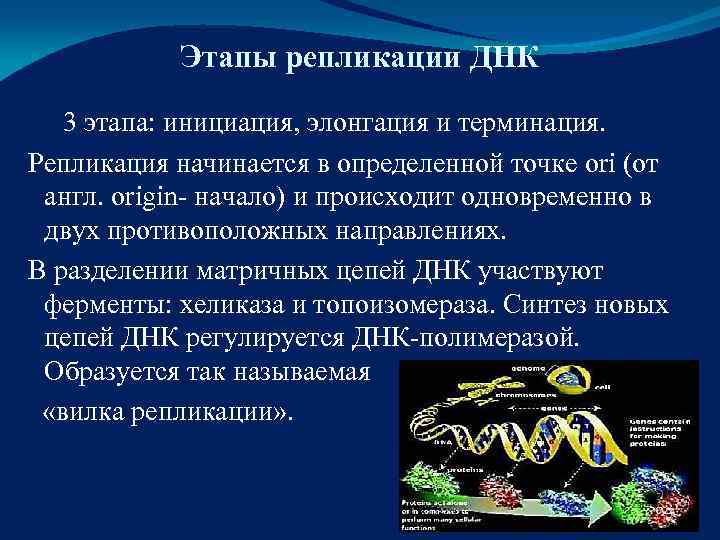 Фазы днк. Репликация ДНК инициация элонгация терминация. Этапы биосинтеза ДНК инициация элонгация терминация. Этапы репликации ДНК инициация. Стадии репликации ДНК инициация элонгация терминация.