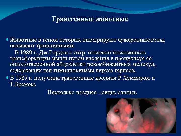     Трансгенные животные  Животные в геном которых интегрируют чужеродные гены,