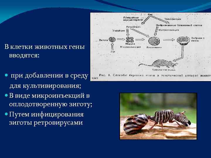 В клетки животных гены вводятся: при добавлении в среду  для культивирования;  В