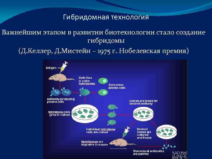     Гибридомная технология Важнейшим этапом в развитии биотехнологии стало создание 