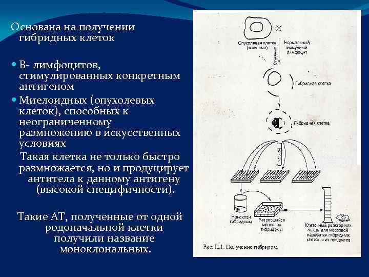 Основана на получении гибридных клеток  В- лимфоцитов,  стимулированных конкретным  антигеном 