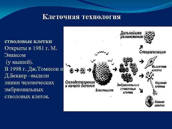    Клеточная технология  стволовые клетки Открыты в 1981 г. М. 