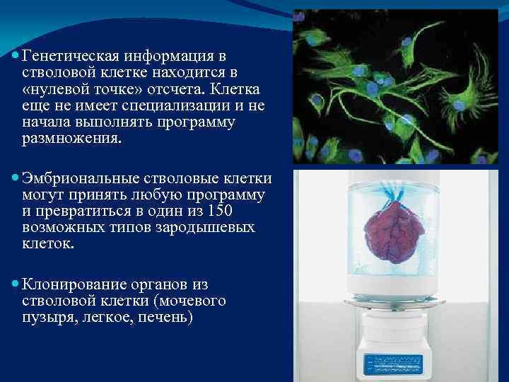  Генетическая информация в  стволовой клетке находится в «нулевой точке» отсчета. Клетка 
