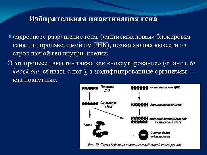  Избирательная инактивация гена «адресное» разрушение гена, ( «антисмысловая» блокировка  гена или производимой