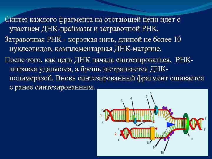 Синтез каждого фрагмента на отстающей цепи идет с  участием ДНК-праймазы и затравочной РНК.