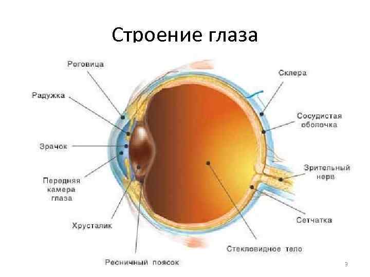 Строение глаза     3 