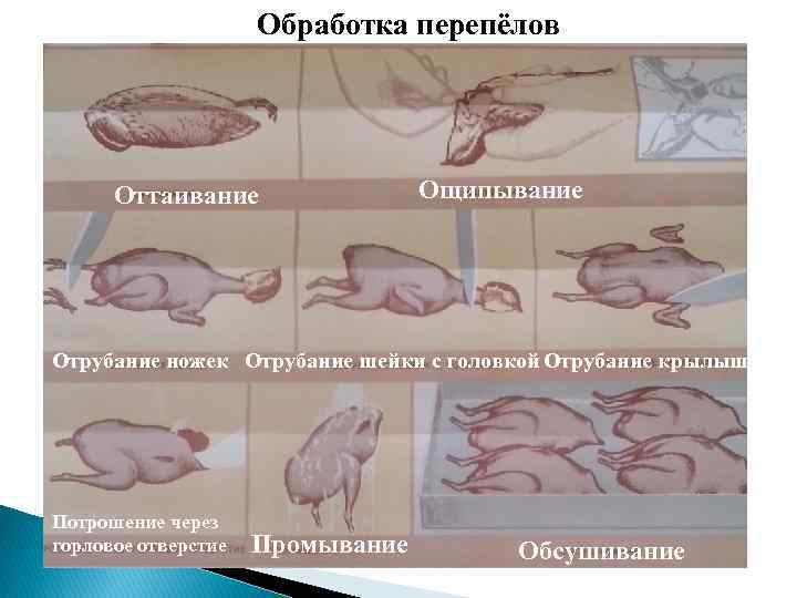 Схема обработки курицы