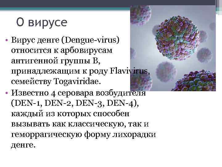  О вирусе • Вирус денге (Dengue-virus)  относится к арбовирусам  антигенной группы