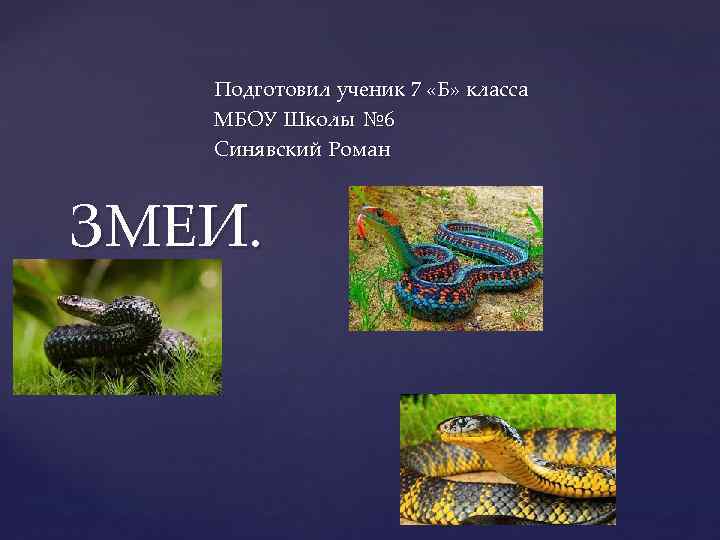  Подготовил ученик 7 «Б» класса МБОУ Школы № 6 Синявский Роман  ЗМЕИ.