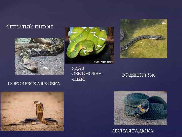 СЕТЧАТЫЙ ПИТОН     УДАВ     ОБЫКНОВЕН ВОДЯНОЙ УЖ