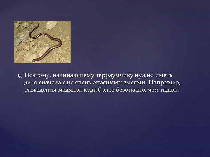   Поэтому, начинающему терраумчику нужно иметь дело сначала с не очень опасными змеями.