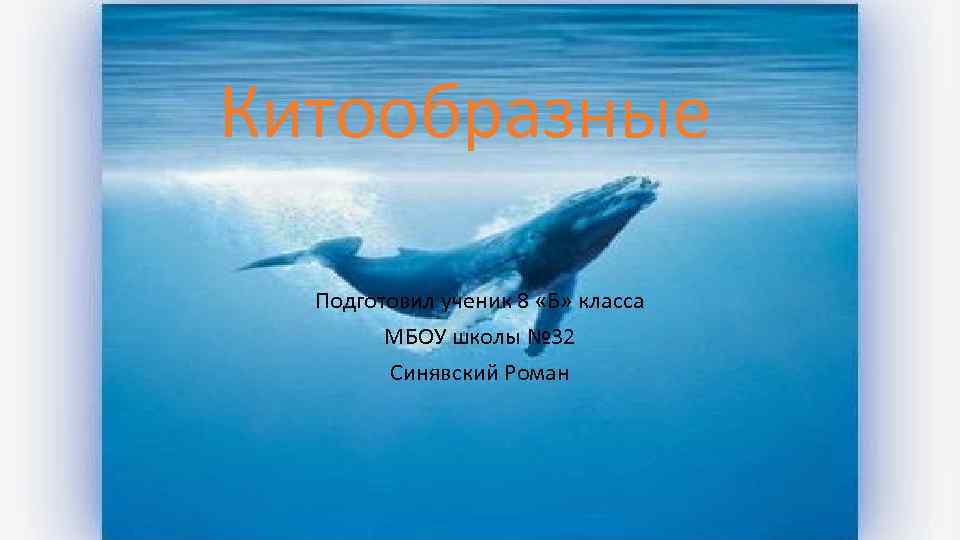 Китообразные  Подготовил ученик 8 «Б» класса   МБОУ школы № 32 