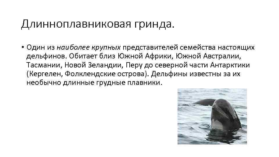 Длинноплавниковая гринда.  • Один из наиболее крупных представителей семейства настоящих  дельфинов. Обитает