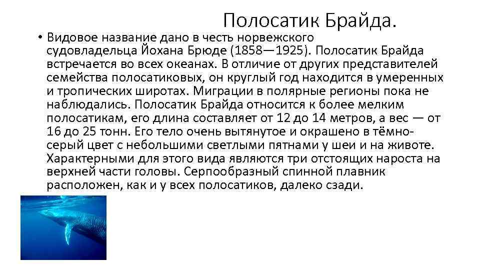      Полосатик Брайда.  • Видовое название дано в честь