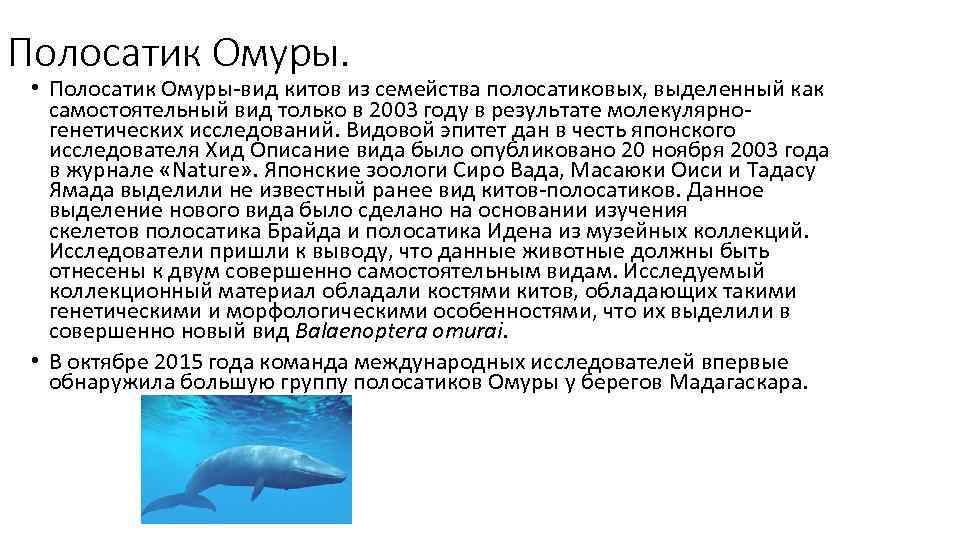 Полосатик Омуры.  • Полосатик Омуры-вид китов из семейства полосатиковых, выделенный как самостоятельный вид