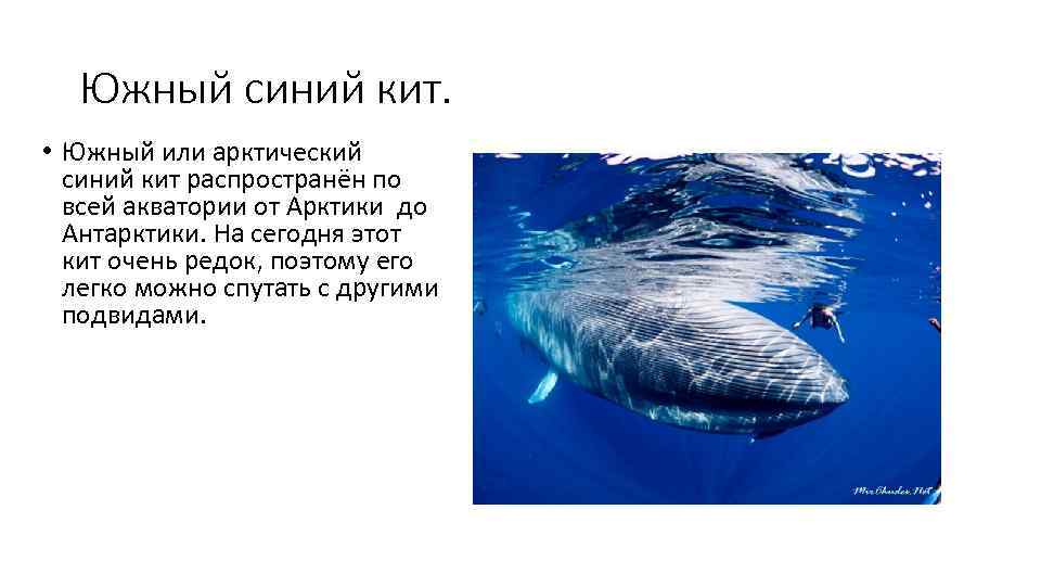  Южный синий кит.  • Южный или арктический  синий кит распространён по