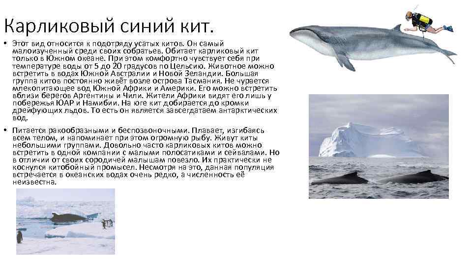 Карликовый синий кит.  • Этот вид относится к подотряду усатых китов. Он самый