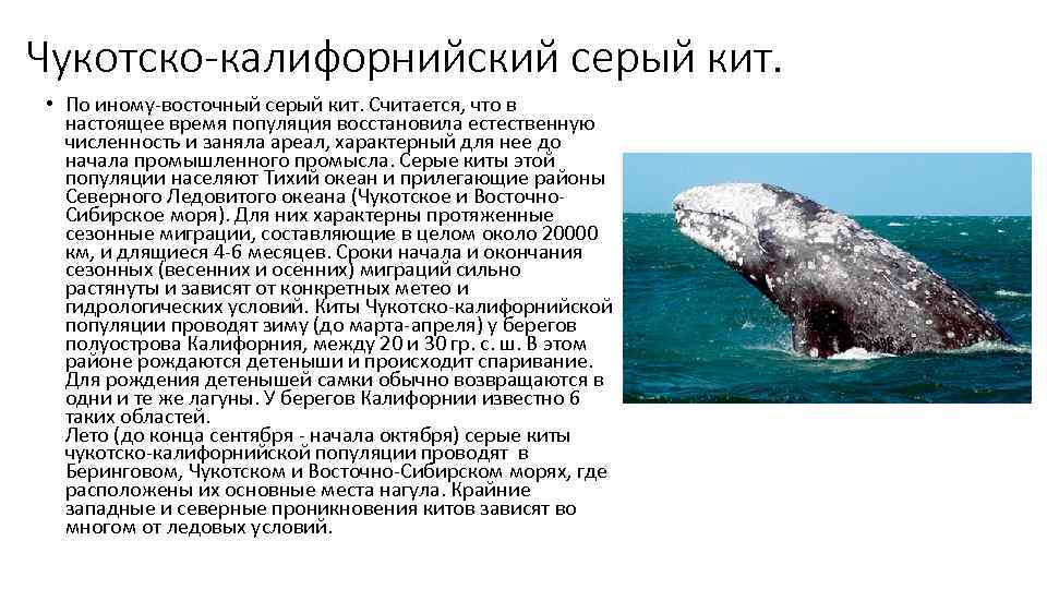 Чукотско-калифорнийский серый кит.  • По иному-восточный серый кит. Считается, что в  настоящее
