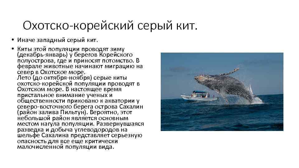   Охотско-корейский серый кит.  • Иначе западный серый кит.  • Киты