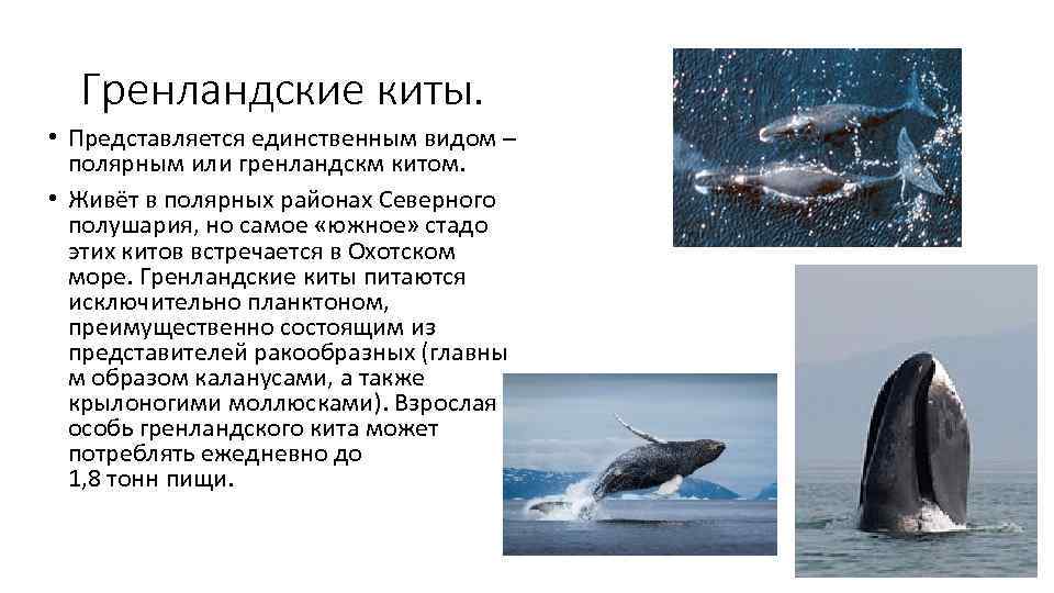  Гренландские киты.  • Представляется единственным видом –  полярным или гренландскм китом.