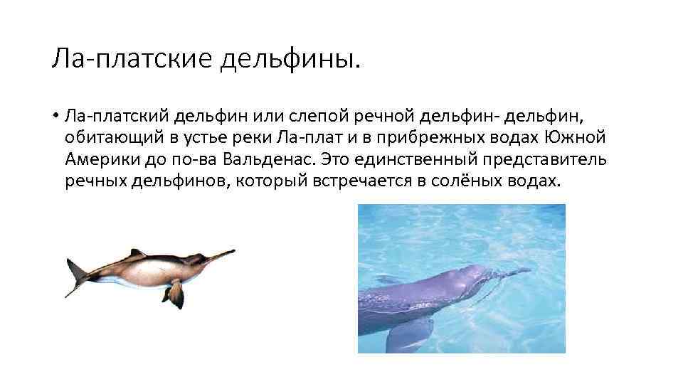 Ла-платские дельфины.  • Ла-платский дельфин или слепой речной дельфин- дельфин, обитающий в устье