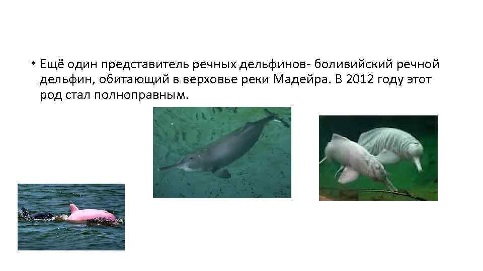 • Ещё один представитель речных дельфинов- боливийский речной  дельфин, обитающий в верховье