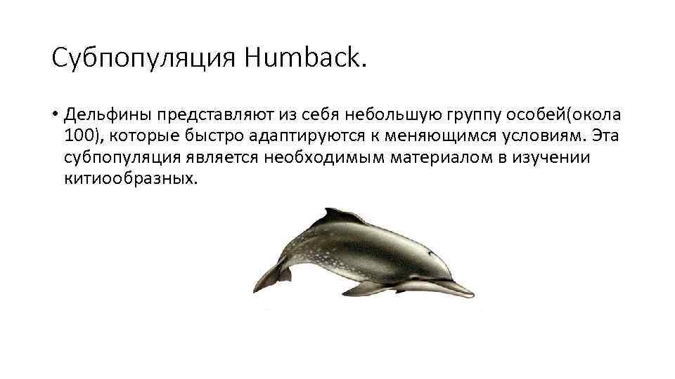 Субпопуляция Humback.  • Дельфины представляют из себя небольшую группу особей(окола  100), которые