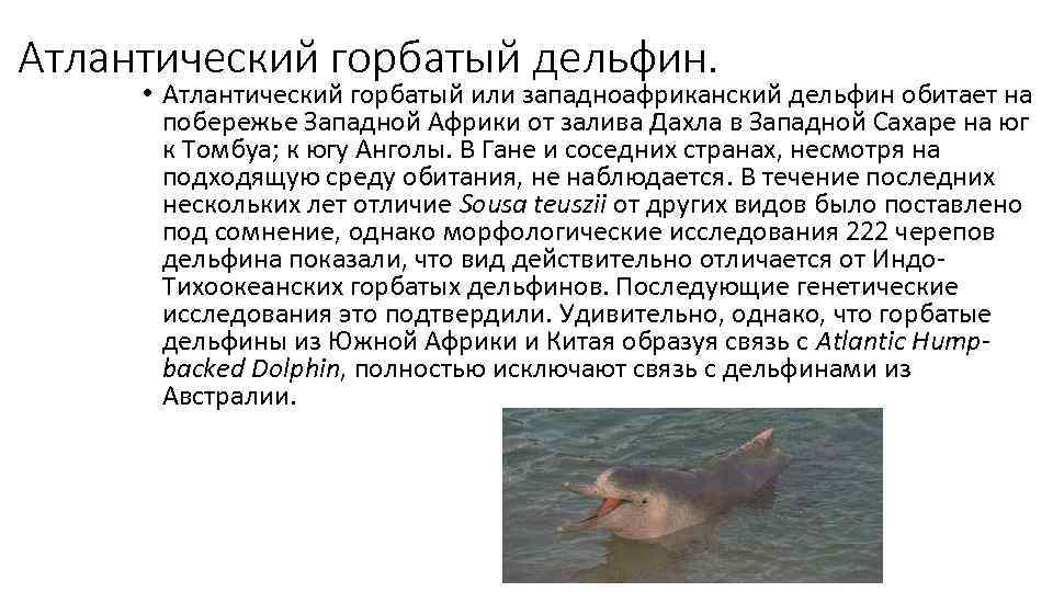 Атлантический горбатый дельфин.  • Атлантический горбатый или западноафриканский дельфин обитает на  