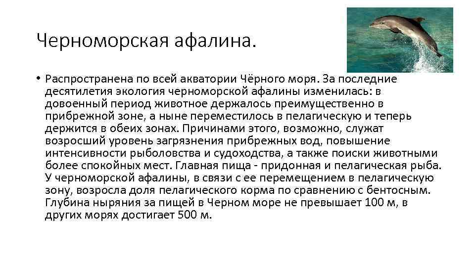 Черноморская афалина.  • Распространена по всей акватории Чёрного моря. За последние  десятилетия