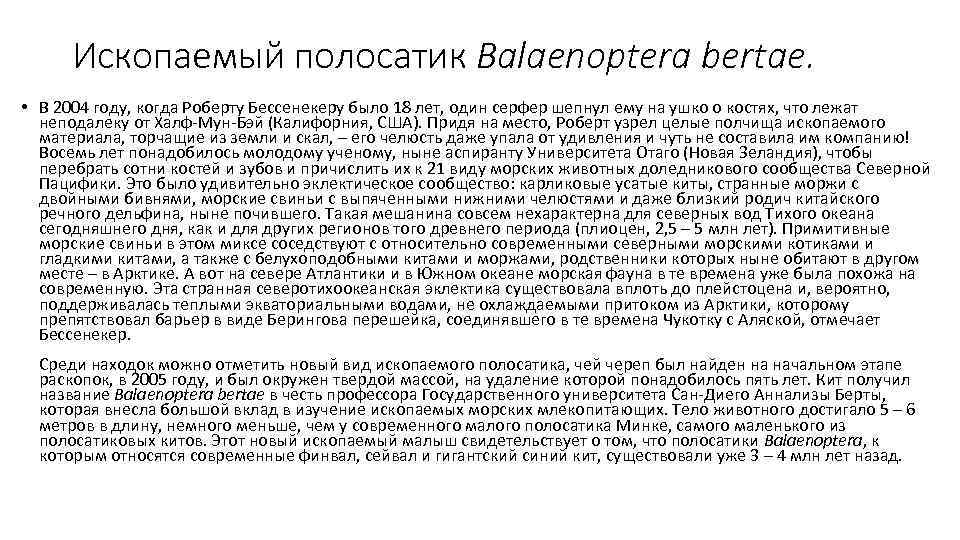 Ископаемый полосатик Balaenoptera bertae.  • В 2004 году, когда Роберту Бессенекеру было